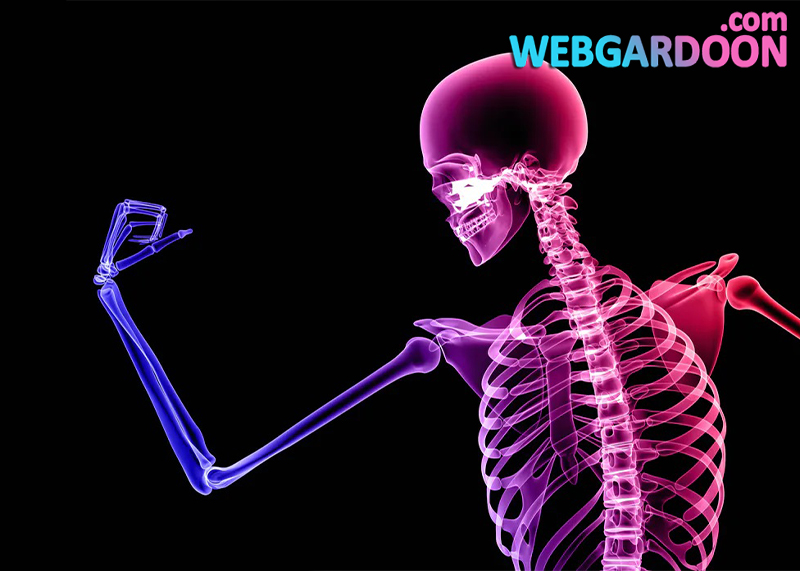 چطور استخوان های قوی تری بسازید؟!,وبگردون,مجله اینترنتی وبگردون,webgardoon